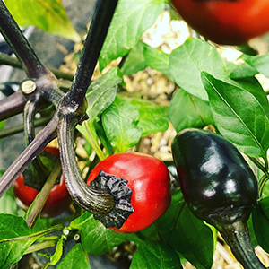black hungarian hot pepper photo